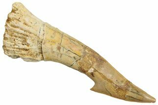 Fossil Sawfish (Onchopristis) Rostral Barb - Morocco #250893