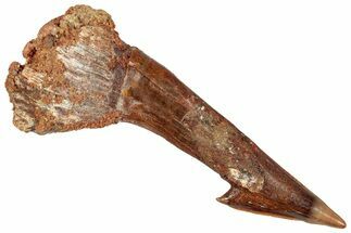 Fossil Sawfish (Onchopristis) Rostral Barb - Morocco #250915