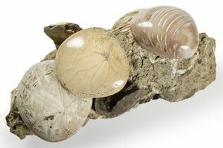Sand Dollars For Sale