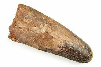 Fossil Spinosaurus Tooth - Feeding Worn Tip #250953