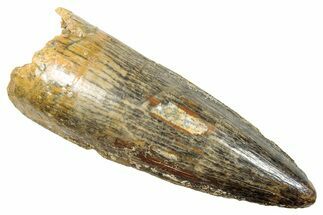 Rare, Serrated Fossil Spinosaurus Tooth - Real Dinosaur Tooth #249483