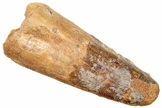 Fossil Spinosaurus Tooth - Real Dinosaur Tooth #249517