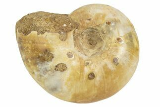Jurassic Ammonite Fossil - Sakaraha, Madagascar #251299