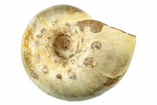 Jurassic Ammonite Fossil - Sakaraha, Madagascar #251439