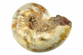 Jurassic Ammonite Fossil - Sakaraha, Madagascar #251445