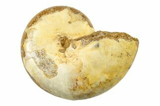 Jurassic Ammonite Fossil - Sakaraha, Madagascar #251452