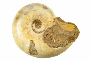 Jurassic Ammonite Fossil - Sakaraha, Madagascar #251456