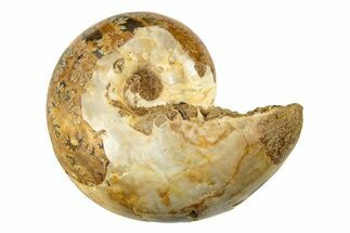 Jurassic Ammonite Fossil - Sakaraha, Madagascar #251460