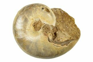 Jurassic Ammonite Fossil - Sakaraha, Madagascar #251474