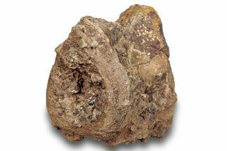 Fossil Synapsid (Dimetrodon) Vertebra - Texas #251374