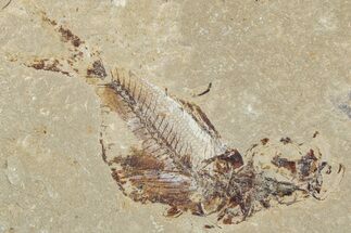 Cretaceous Fossil Fish (Armigatus) - Lebanon #251375