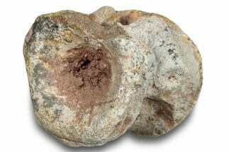 Fossil Synapsid (Stereophallodon) Vertebra - Texas #251380