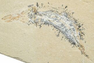 Cretaceous Fossil Fish - Lebanon #251395