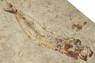 Cretaceous Fossil Fish - Lebanon #251397