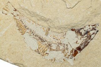 Cretaceous Fossil Fish (Scombroclupea?) - Lebanon #251421