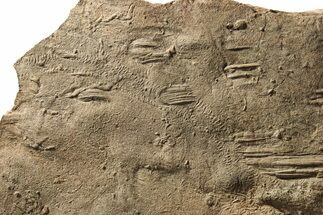 Cruziana (Fossil Trilobite Trackway) Plate - Morocco #251788