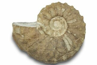 Cretaceous Ammonite (Schloenbachia) Fossil - France #251746