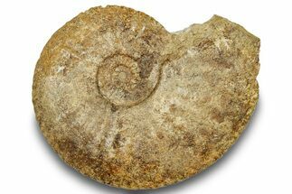 Pliensbachian Ammonite (Amaltheus) Fossil - France #251753