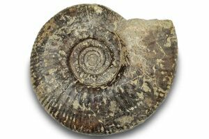 Pair of Parkinsonia Ammonites on Rock - Germany (#92451) For Sale