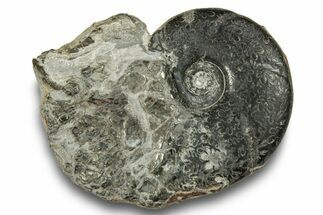 Pyritized Ammonite (Partchiceras) Fossil - France #251776