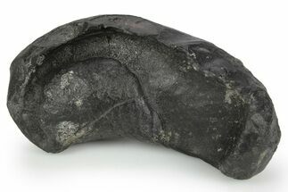 Fossil Whale Ear Bone - South Carolina #251761
