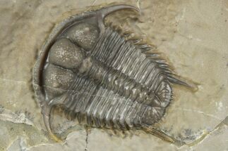 Cyphaspides Pankowskiorum Trilobite - Jorf, Morocco #251763