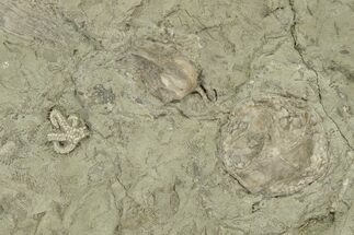 Fossil Blastoids w/ Brachioles, Starfish & Edrioasteroid Plate #251849