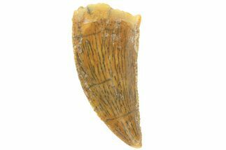 Serrated, Raptor Tooth - Real Dinosaur Tooth #251798