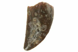 Serrated, Raptor Tooth - Real Dinosaur Tooth #251813