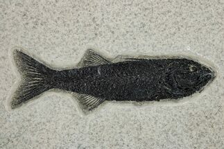Uncommon Juvenile Fish Fossil (Mioplosus) - Wyoming #251863