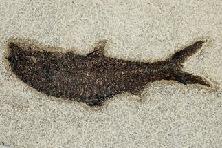 Detailed Fossil Fish (Knightia) - Wyoming #251869