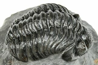 Phacopid (Adrisiops) Trilobite - Jbel Oudriss, Morocco #251625