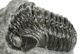 Phacopid (Adrisiops) Trilobite - Jbel Oudriss, Morocco #251653