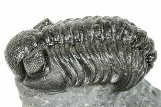 Phacopid (Adrisiops) Trilobite - Jbel Oudriss, Morocco #251657