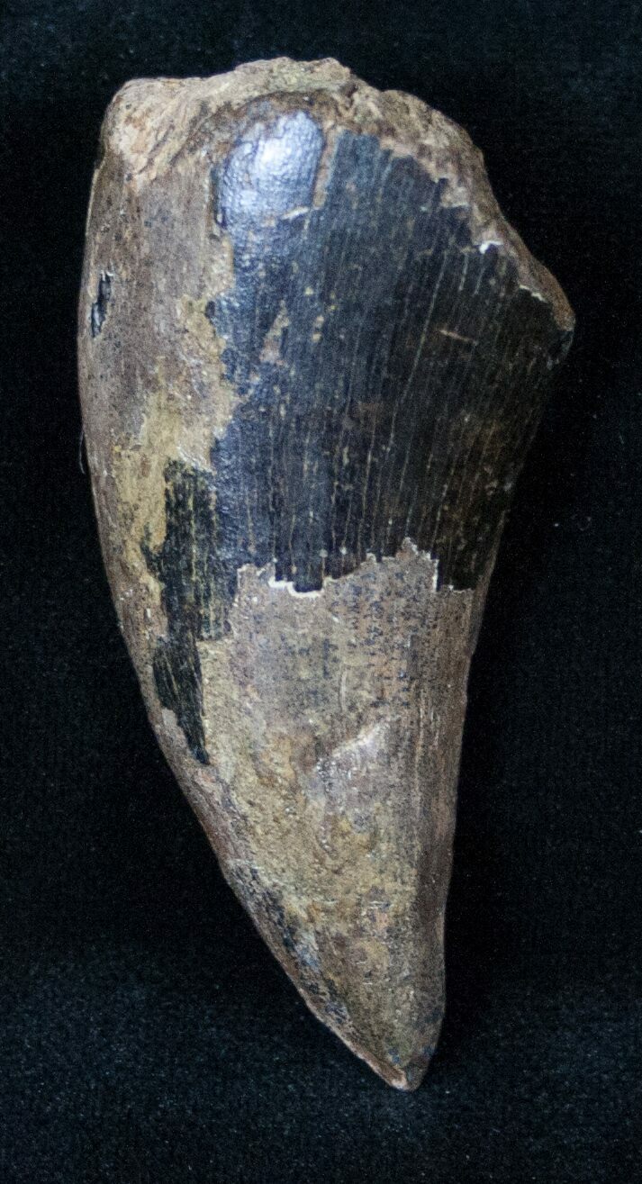 t rex tooth fossil