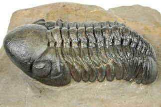 Detailed Reedops Trilobite - Atchana, Morocco #251660