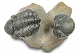 Two Detailed Reedops Trilobite - Atchana, Morocco #251664