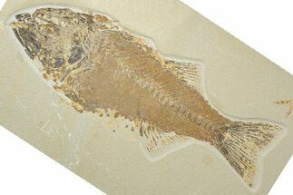 Uncommon Fish Fossil (Mioplosus) - Wyoming #252057