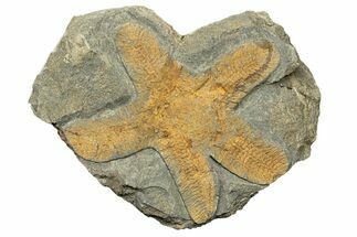 Feathery Starfish Fossil - Kaid Rami, Morocco #252151