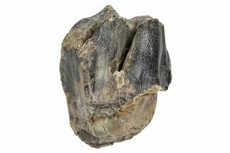 Fossil Woolly Rhino (Coelodonta) Tooth Crown - Siberia #252069