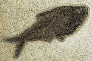 Detailed Fossil Fish (Diplomystus) - Wyoming #252166