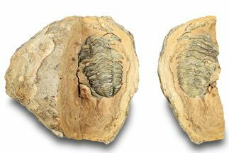 Fossil Calymene Trilobite In Nodule (Pos/Neg) - Morocco #251726