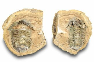 Fossil Calymene Trilobite In Nodule (Pos/Neg) - Morocco #251727