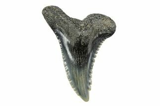 Snaggletooth Shark (Hemipristis) Tooth - South Carolina #250998