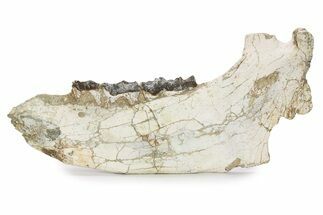 Fossil Titanothere (Megacerops) Mandible - South Dakota #249235