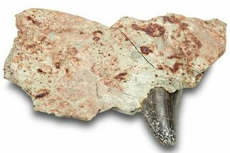 Carcharodontosaurus Tooth In Situ - Dekkar Formation, Morocco #252309