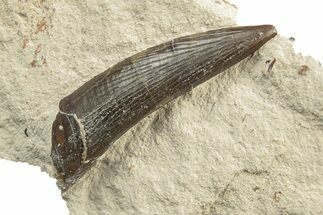 Fossil Plesiosaur (Libonectes) Tooth - Asfla, Morocco #252339
