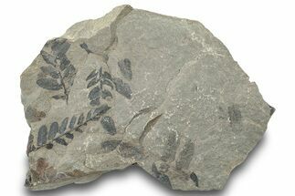 Pennsylvanian Fossil Fern (Neuropteris) Plate - Kentucky #252387