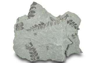 Pennsylvanian Fossil Fern (Neuropteris) Plate - Kentucky #252392