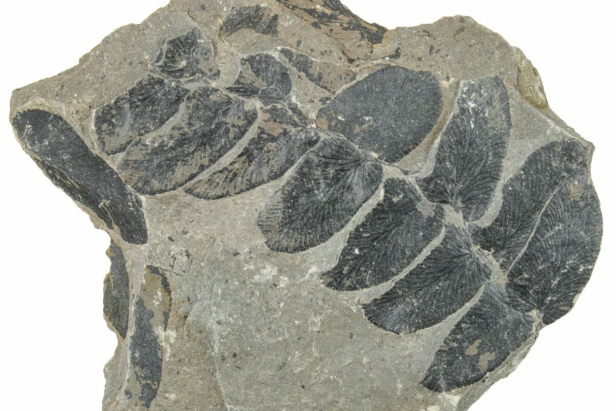 1.75" Pennsylvanian Fossil Fern (Neuropteris) Plate Kentucky (252398